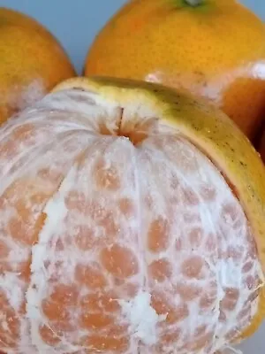 Sweet Juicy Honey Tangerine - 5 Seeds Ready To Germinate - Citrus Fruit Tree USA • $4.99
