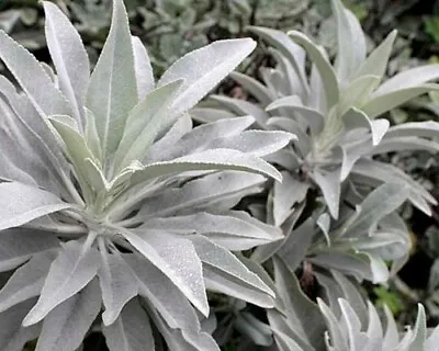 White Sage 20 - 1500 Seeds ORGANIC Herbs Salvia Apiana Medicinal Rare Perennial • $14.67