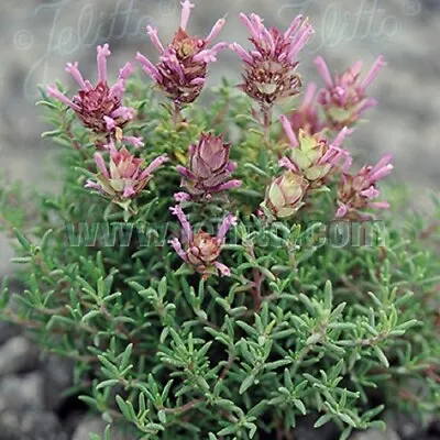 £1.69 • Buy Long Flowering Thyme / Thymus Longiflorus / Hardy Evergreen / 100 Seeds