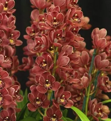 Cymbidium Orchid Peggy Foo ‘Sim ' -  With 2 Flower Spikes • $50