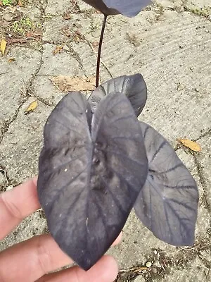 Colocasia Black Coral Live Plant~Elephant Ears Plant 10  Tall In 4  Pot • $10.99