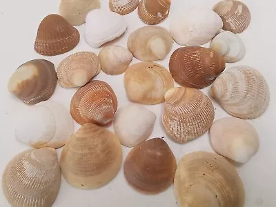 24 Small - Medium Cockle Shells (Norway) Bundle Job Lot Brown Cream Beige • £4.50