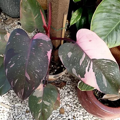 Philodendron Pink Princess Rare Non Tissue Cultured Quality Variegated Aroid  • $65