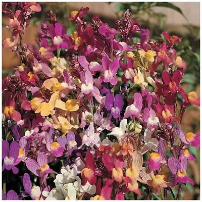 $6.25 • Buy LINARIA Izzy's Gemstone Orchid Seeds. Exotic Orchid-like Flowers Mix