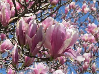 3 Pack Of Jane Magnolia Trees6-12   3  Pot • $41.99