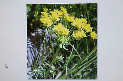 £3.34 • Buy 2 Seeds Kreuzblättrige Euphorbia Characias, Lathyris, Wühlmausgift! #203
