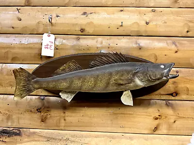 Real Skin Mount Walleye Pike Northern Musky Sauger Fish Taxidermy FW98 • $99