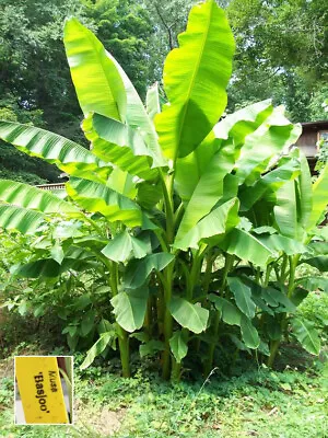 Musa Basjoo Banana – Very Cold Hardy - Basjoo Japanese Fiber Banana • $19.97