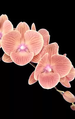 Orchid Phalaenopsis Big Lip King Car ‘Persimmon’ - Established Plant In 70mm Pot • $45