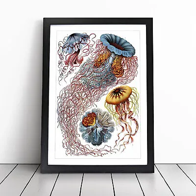 Jellyfish By Ernst Haeckel Wall Art Print Framed Canvas Picture Poster Decor • $18.61