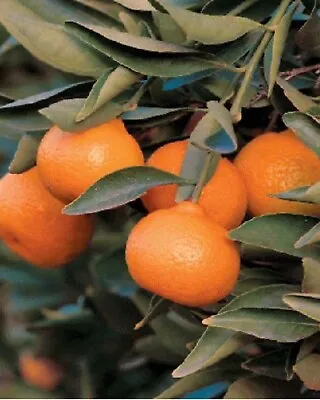 Kishu Seedless Mandarin (Citrus Reticulata 'Seedless'): To 3 Feet Grafted Tree. • $55