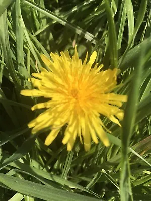 Dandelion Seeds X100 Lawn Flower Loose Seeds Sow April - London Seller • £4.99