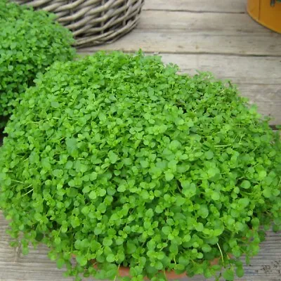 £2.20 • Buy Herb - Mint Mini (Corsican Mint) - Kings Seeds - 20 Pelleted Seeds