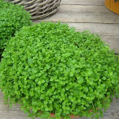 Herb - Mint Mini (Corsican Mint) - Kings Seeds - 20 Pelleted Seeds • £2.35