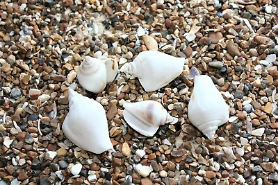 Assorted Mixed White Dog Conch Sea Shells 200g Hermit Crabs Crafts Aquarium  • £5.99
