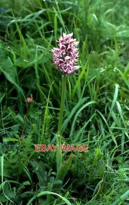 Photo  Monkey Orchid (orchis Simia) Park Gate Down On The Kent Wildlife Trust's • $2.40