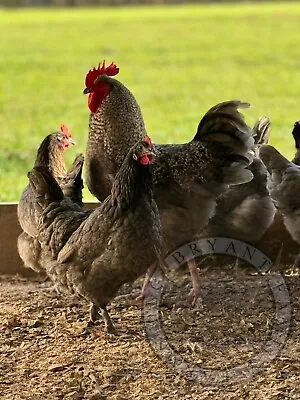 12+ Blue Cuckoo Maran Hatching Eggs! • $22.16