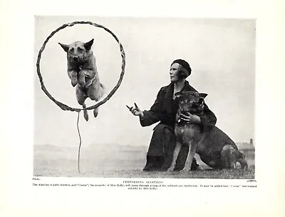 1930s Vintage German Shepherd Print Coona Jumps Through Ring 5129e • $17.05