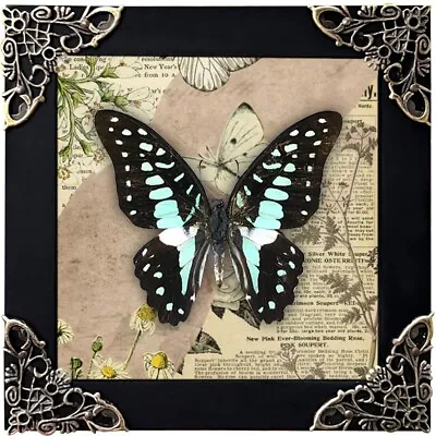 Vintage Butterfly Mounted Framed Taxidermy Insect Bug Open Wings Gift For Her • $37.05