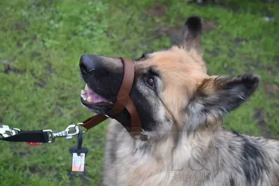 £5.99 • Buy Padded Head Collar Dog Training Halter Stops Dog Pulling Training Tool 