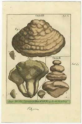 Tab 61. Antique Print Of Mushrooms By Micheli (1729) • $146.52