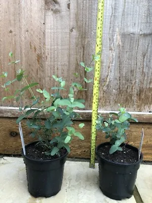 £112.99 • Buy Eucalyptus Gunnii - Cider Gum Tree 1Ltr Pot 30-45cm 