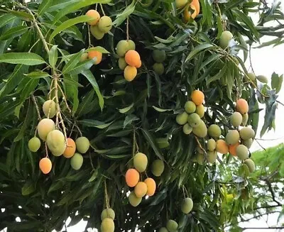 Mango (Mangifera) Live Tropical Fruit Tree 12”-24” • $27.99