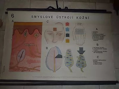 Original Vintage Medical Pull Down School Chart Of A Skin And A Sensory Organs • $81.23