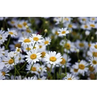  3000 Seeds Chamomile Off.  Zloty Lan +4 FREE PLANT LABEL • £0.99