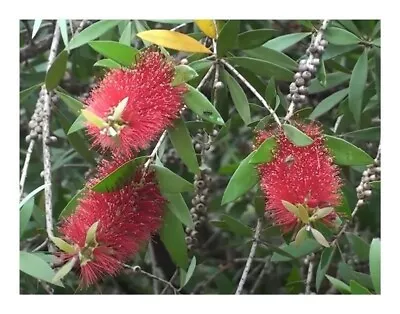 100x Callistemon Rigidus Camellia Sinensis Assamica Garden Plants - Seeds B852 • £7.73