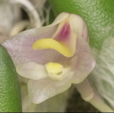 Dendrobium Lichenastrum CREEPING MINATURE Orchid Species • $45