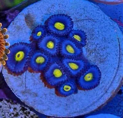  Aoi Zoa Zoanthid Soft  Zoa Coral Frag Wysiwyg 11 Polyps  • £49.99