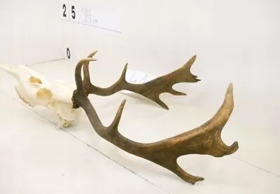 Large Fallow Deer Antlers With Skull. Taxidermy Trophy Hunting House Decor • £199