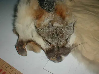 $29.98 • Buy Fox Hide Skin Fur Pelt With Head 40  LONG Vtg Taxidermy Hunting Man Cave Cabin