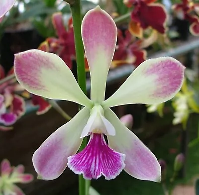 Cattleya Orchid Hybrid - Epc. BURDEKIN HONEY 'Shona' • $26