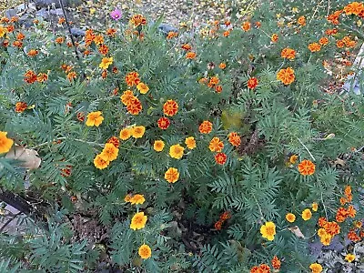 Marigold Yellow & Orange Flower Seeds Non GMO Pollinators Love Marigolds • $4.99