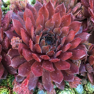 Sempervivum Bing Cherry - Houseleek | Evergreen Potted Succulent Garden Plant • £11.99