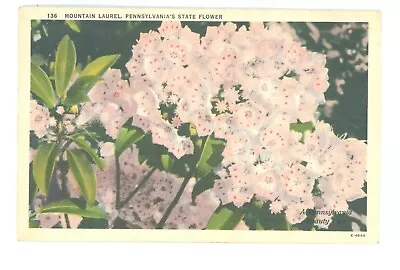 Vintage Postcard Mountain Laurel Pennsylvania State Flower Nature USA Posted • $3.99