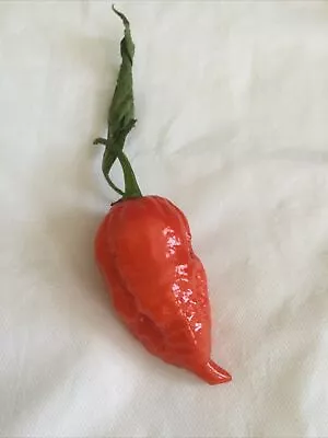 3 Orange Habanero Chilli Seeds Very Hot 350k SHU - Sow Jan Onwards London Seller • £4.99