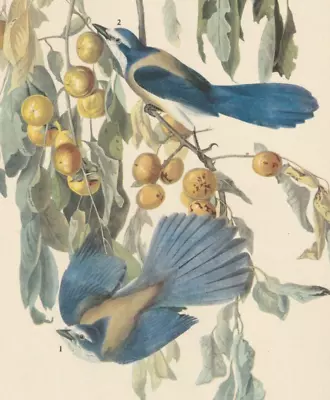 1942 Audubon Art Print 87 Floriday Jays. Vintage Bird Illustration. • $9.49