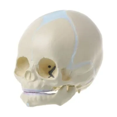 1: 1 Human Fetal Baby Infant Skull Anatomical Skeleton Model Teaching Su • £22.84