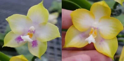 Phalaenopsis Zheng Min Muscadine 'Peter' X Zheng Min Muscadine 'Mit Orchid Flask • $100