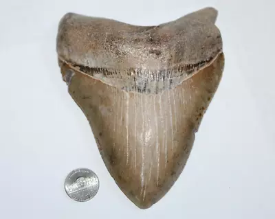 MEGALODON Shark Tooth Fossil NO Repair 5.87  HUGE BEAUTIFUL TOOTH • $350