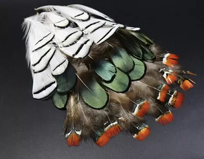 30pcs Fly Tying Natural Lady Amherst Pheasant Feathers DIY Craft Fly Fishing • $6.95