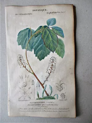 Vintage Print PACHYSANDRA COUCHEE C1810Botanical TURPIN • $20