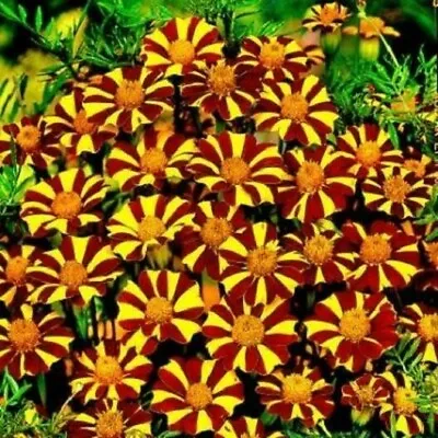 French Marigold COURT JESTER Harlequin Tall Beneficial Plant Non-GMO 100 Seeds! • $3.37