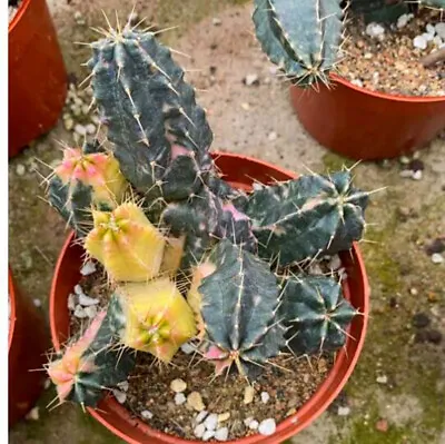 Cactus Succulent Plant Gymnocalycium Mihanovichii Variegated Multiple Heads • $19.73