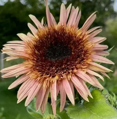 12 Astra Rose Sunflower Seeds • £2.39