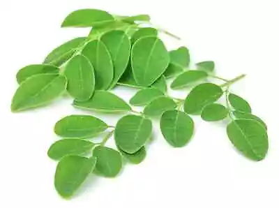 Moringa Leaves. 100% Fresh Daily Pick. • $15