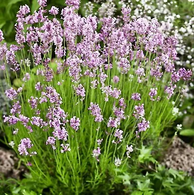 1 X Lavender 'BeeZee Pink' In 9cm Pot - Summer Colour For Scented Gardens • £9.99